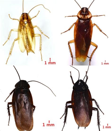 검정 대형 바퀴벌레 종류